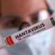 OMS advierte que es posible que aparezcan más casos de hantavirus
