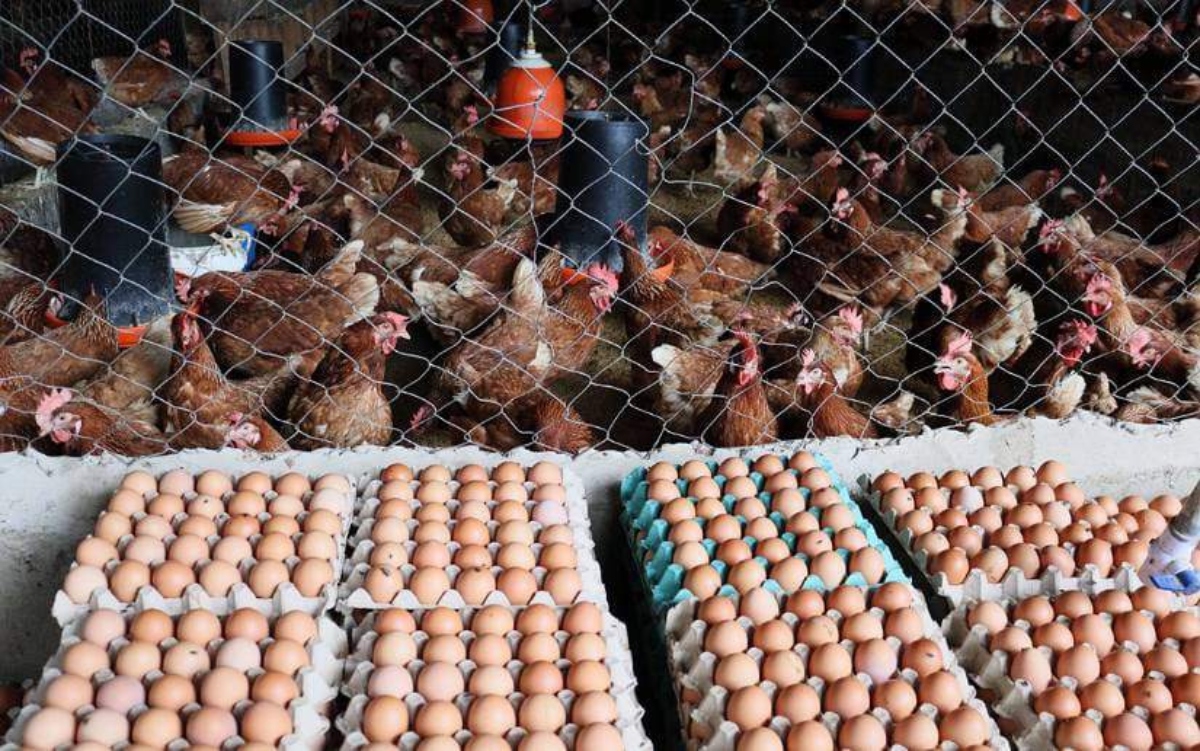 Granjas venezolanas están listas para exportación de huevos y pollo