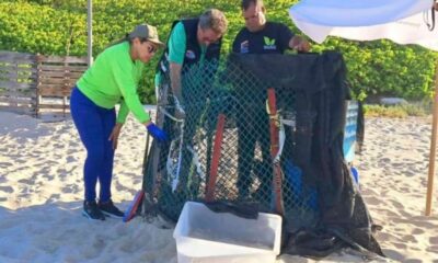 Nacen 50 tortuguillos de la especie cardón en Playa Parguito