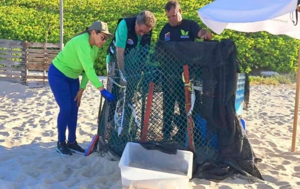 Nacen 50 tortuguillos de la especie cardón en Playa Parguito