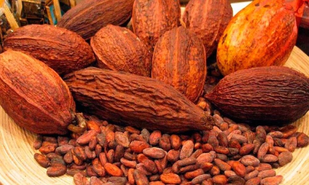 AN aprobó en segunda discusión Ley para el Fomento y Promoción del Cacao