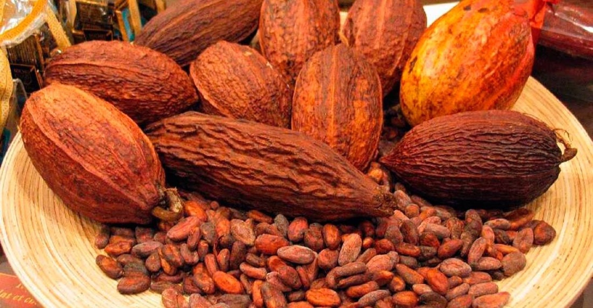 AN aprobó en segunda discusión Ley para el Fomento y Promoción del Cacao