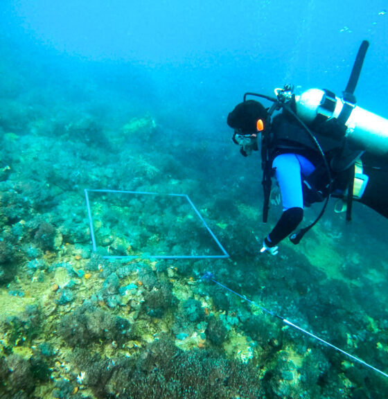 Venezuela y la FAO anunciaron plan para frenar el coral invasor que afecta el Caribe