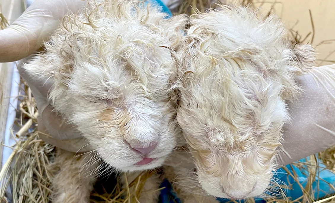 Nacen dos leones blancos en el Zoológico Las Delicias de Maracay