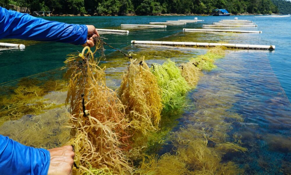 Venezuela es el segundo exportador de algas marinas de Latinoamérica