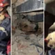 Parque Generalísimo Francisco de Miranda solicita insumos para mascotas de los refugiados