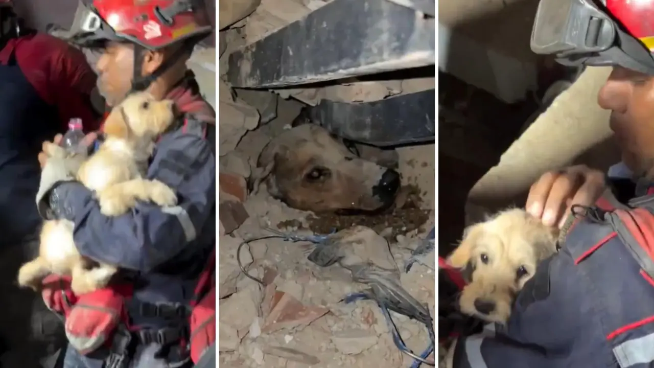 Parque Generalísimo Francisco de Miranda solicita insumos para mascotas de los refugiados