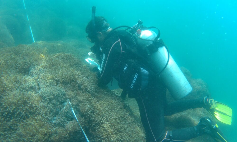 coral invasor