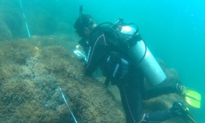 coral invasor