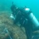 coral invasor