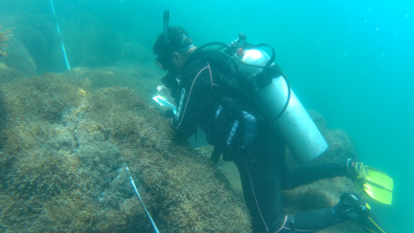 coral invasor