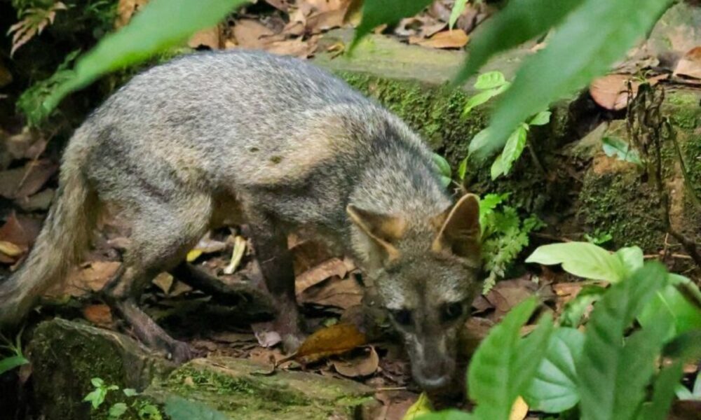 Parque Nacional «Henri Pittier» reintroduce fauna silvestre a sus ecosistemas