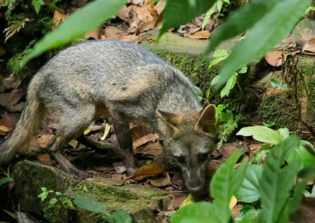Parque Nacional «Henri Pittier» reintroduce fauna silvestre a sus ecosistemas