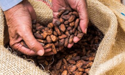 Fedeagro vaticina producción récord de café este año