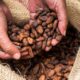 Fedeagro vaticina producción récord de café este año