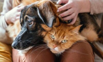 Promueven nueva ley para proteger y garantizar el respeto a la vida de las mascotas