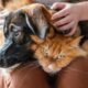 Promueven nueva ley para proteger y garantizar el respeto a la vida de las mascotas