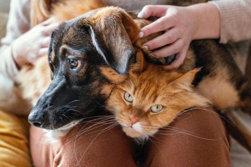 Promueven nueva ley para proteger y garantizar el respeto a la vida de las mascotas