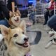Presidente de Cavececo enciende debate sobre presencia de mascotas en Centros Comerciales