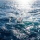 Temperaturas de la superficie marina global baten récord y encienden alarmas