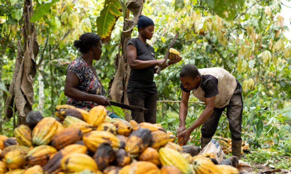 Alertan sobre efectos de El Niño en plantaciones de cacao en el país