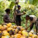 Alertan sobre efectos de El Niño en plantaciones de cacao en el país