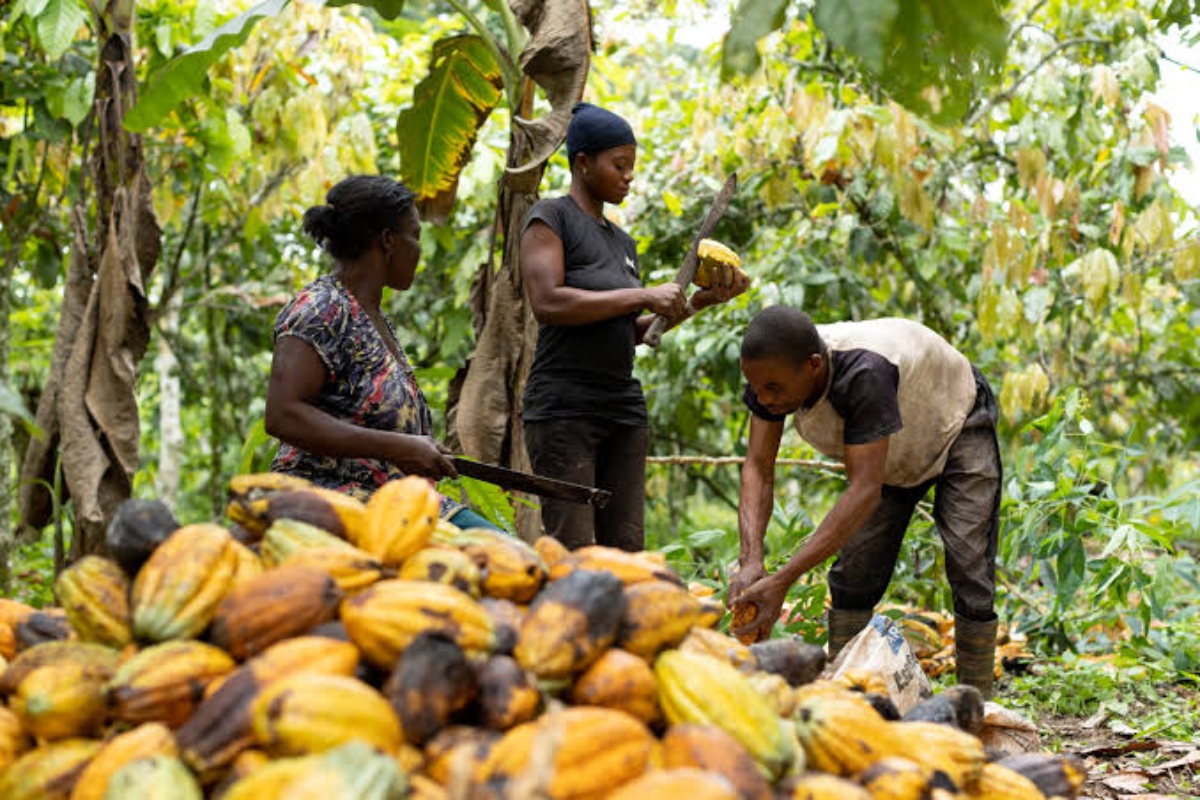 Alertan sobre efectos de El Niño en plantaciones de cacao en el país