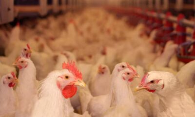 Crecimiento del sector avícola garantiza 1.500.000 tn de pollo en tres años