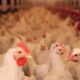 Crecimiento del sector avícola garantiza 1.500.000 tn de pollo en tres años