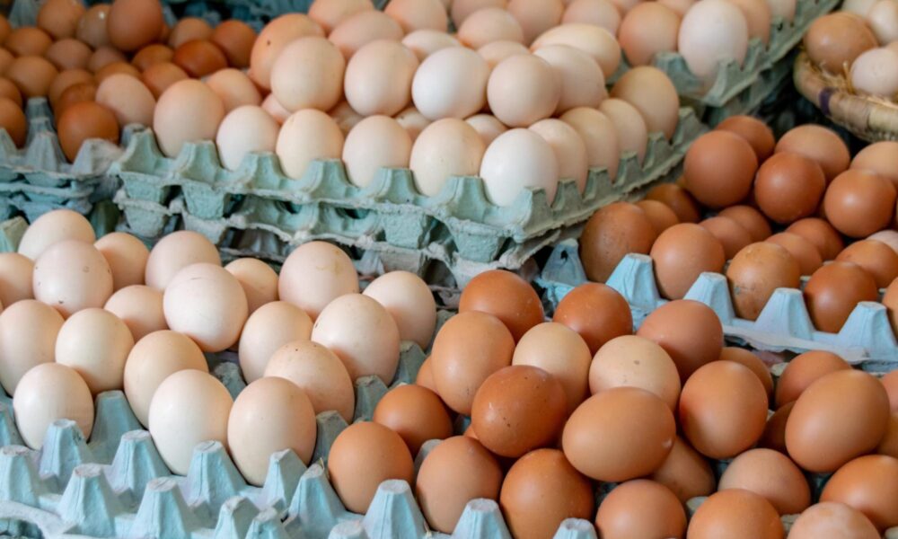Fenavi: Producción nacional de pollo y huevo abastece al 100%