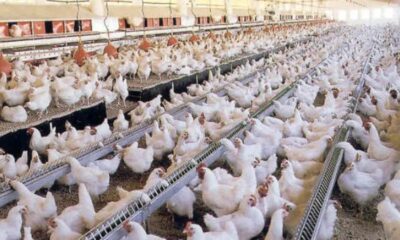 Fenavi: Venezuela produce 65.000 mil toneladas de pollo al mes