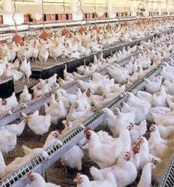 Fenavi: Venezuela produce 65.000 mil toneladas de pollo al mes