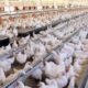 Fenavi: Venezuela produce 65.000 mil toneladas de pollo al mes