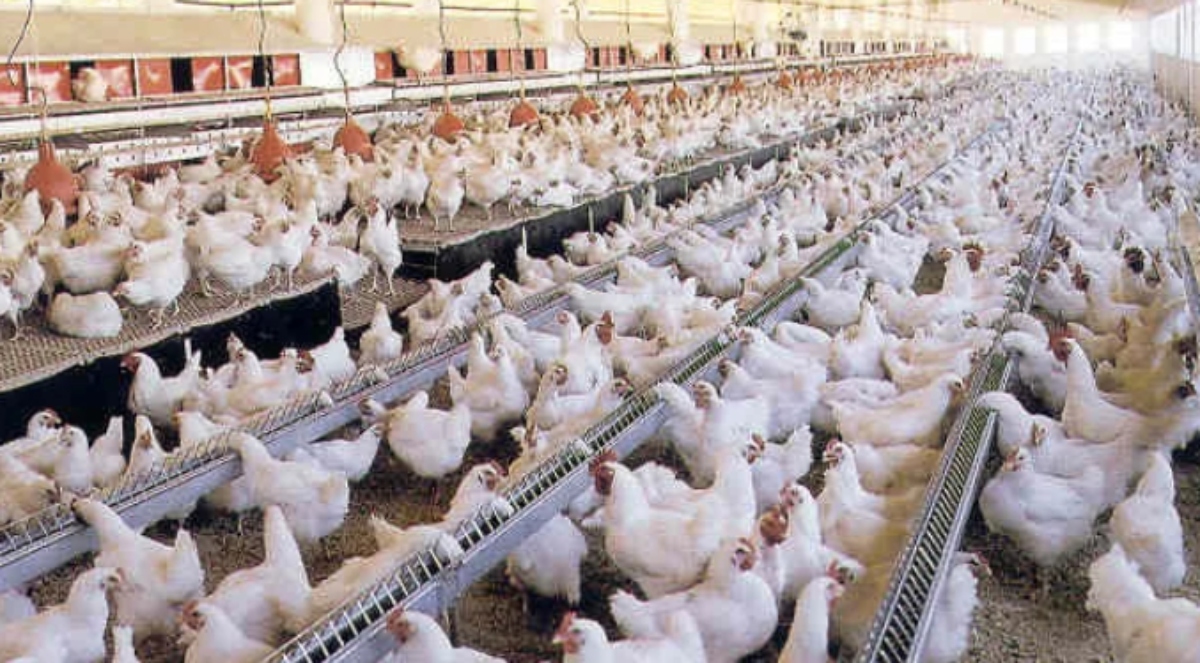 Fenavi: Venezuela produce 65.000 mil toneladas de pollo al mes