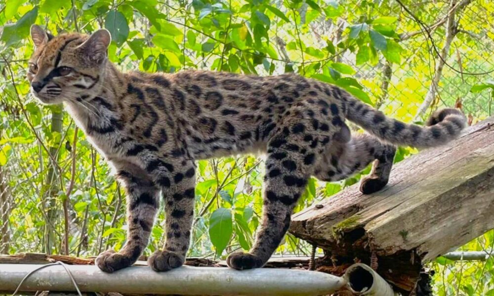 Tilcayo: la primera nueva especie de gato salvaje descubierta en más de 100 años