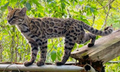 Tilcayo: la primera nueva especie de gato salvaje descubierta en más de 100 años
