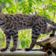 Tilcayo: la primera nueva especie de gato salvaje descubierta en más de 100 años