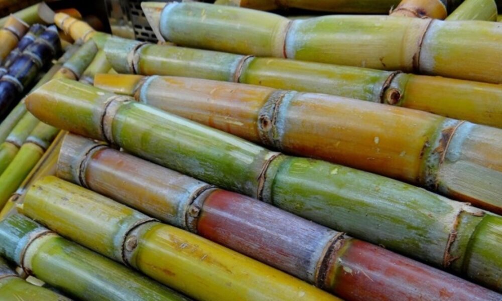 Reportan incremento de producción de caña de azúcar en 4,5%