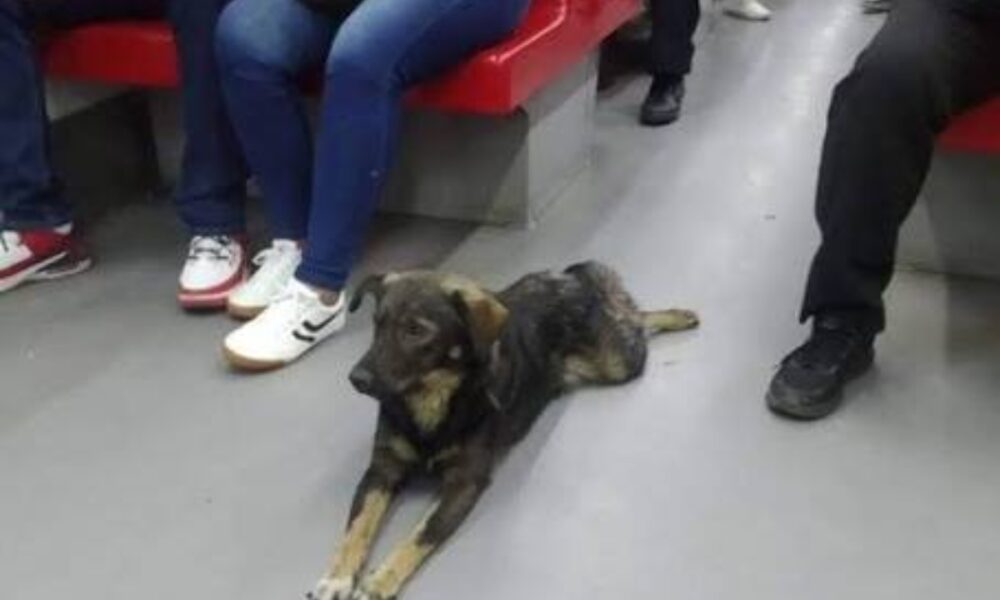 Metro de Caracas ratifica prohibición de mascotas y rechaza agresiones contra sus trabajadores