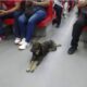 Metro de Caracas ratifica prohibición de mascotas y rechaza agresiones contra sus trabajadores