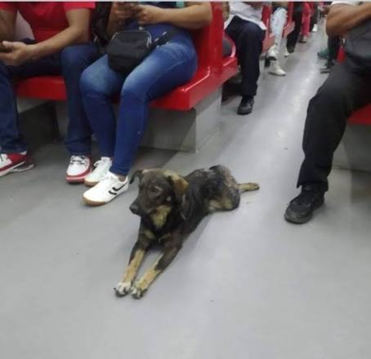 Metro de Caracas ratifica prohibición de mascotas y rechaza agresiones contra sus trabajadores