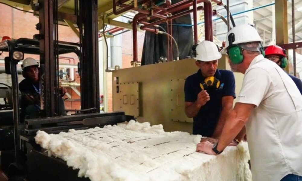 Más de 3.000 hectáreas impulsarán plan de siembra de algodón en Guárico