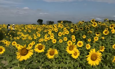 Portuguesa proyecta el cultivo y procesamiento de 2.500 hectáreas de girasol para el ciclo norte-verano 2026-2027