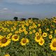 Portuguesa proyecta el cultivo y procesamiento de 2.500 hectáreas de girasol para el ciclo norte-verano 2026-2027