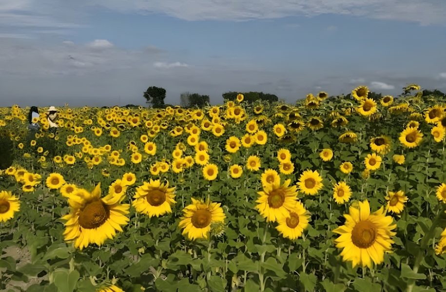 Portuguesa proyecta el cultivo y procesamiento de 2.500 hectáreas de girasol para el ciclo norte-verano 2026-2027