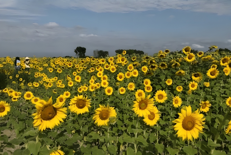 Portuguesa proyecta el cultivo y procesamiento de 2.500 hectáreas de girasol para el ciclo norte-verano 2026-2027