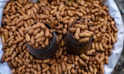 Producción de maní en Venezuela alcanza una cosecha de 16.725 toneladas