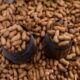 Producción de maní en Venezuela alcanza una cosecha de 16.725 toneladas