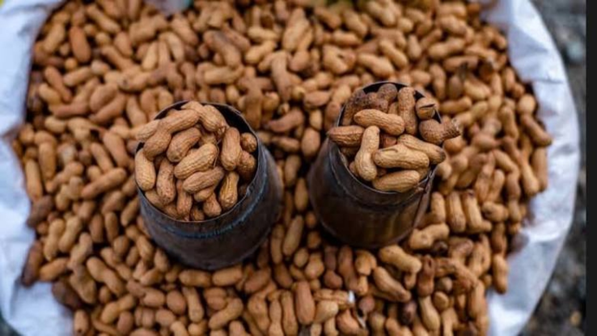 Producción de maní en Venezuela alcanza una cosecha de 16.725 toneladas