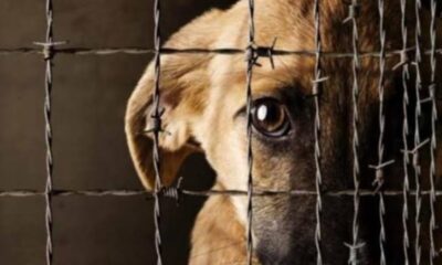 Avanza discusión sobre proyecto de ley para tipificar el maltrato animal como delito penal